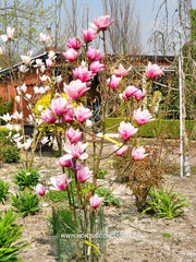 Magnolia 'Serene' - Sierboom - Hortus Conclusus  - 9