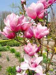 Magnolia 'Serene' - Sierboom - Hortus Conclusus  - 10