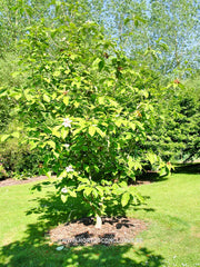 Magnolia sieboldii hybr. - Sierboom - Hortus Conclusus  - 2