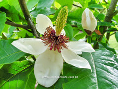 Magnolia sieboldii hybr. - Sierboom - Hortus Conclusus  - 3
