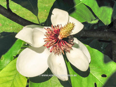 Magnolia sieboldii hybr. - Sierboom - Hortus Conclusus  - 4