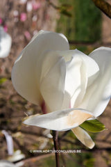 Magnolia 'Snowgoose' - Sierboom - Hortus Conclusus  - 2