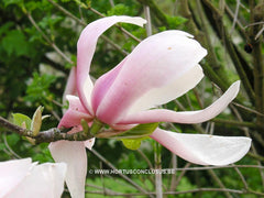 Magnolia 'Soulcamp' - Heester - Hortus Conclusus  - 1
