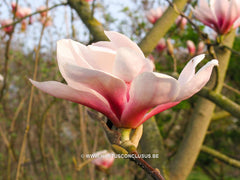 Magnolia 'Soulcamp' - Heester - Hortus Conclusus  - 2