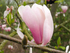 Magnolia 'Soulcamp' - Heester - Hortus Conclusus  - 3