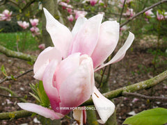 Magnolia 'Soulcamp' - Heester - Hortus Conclusus  - 4