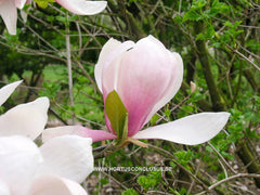 Magnolia 'Soulcamp' - Heester - Hortus Conclusus  - 5