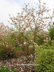 Magnolia 'Soulcamp' - Heester - Hortus Conclusus  - 6