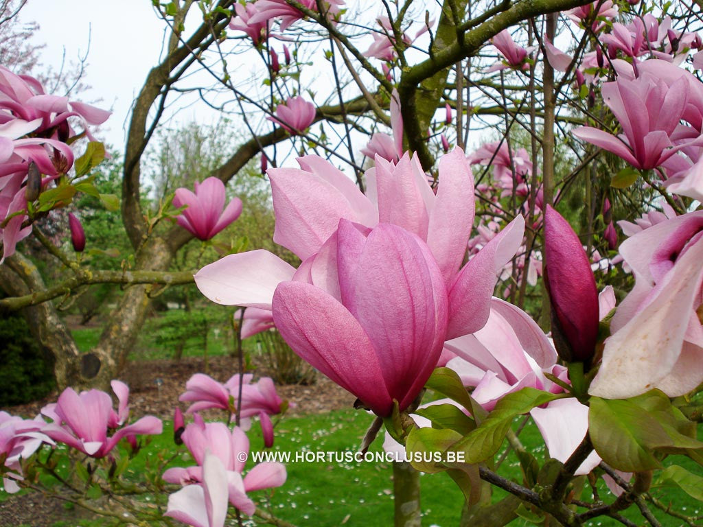 Magnolia 'Spectrum' - Heester - Hortus Conclusus  - 1