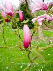 Magnolia 'Spectrum' - Heester - Hortus Conclusus  - 2