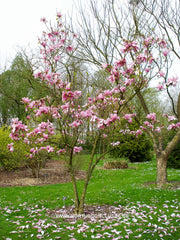 Magnolia 'Spectrum' - Heester - Hortus Conclusus  - 3
