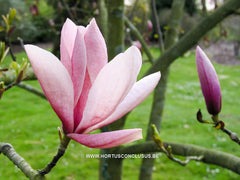 Magnolia 'Spectrum' - Heester - Hortus Conclusus  - 4