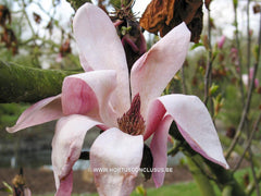 Magnolia 'Spectrum' - Heester - Hortus Conclusus  - 5