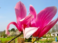Magnolia 'Spectrum' - Heester - Hortus Conclusus  - 6