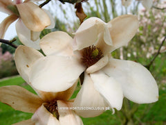 Magnolia sprengeri 'Diva' - Heester - Hortus Conclusus  - 1