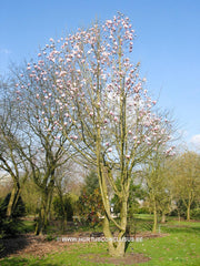 Magnolia sprengeri 'Diva' - Heester - Hortus Conclusus  - 2