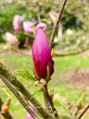 Magnolia sprengeri 'Diva' - Heester - Hortus Conclusus  - 3