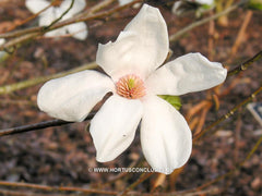Magnolia sprengeri 'Lanhydrock' - Sierboom - Hortus Conclusus  - 1