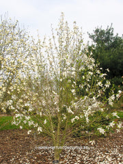 Magnolia sprengeri 'Lanhydrock' - Sierboom - Hortus Conclusus  - 2