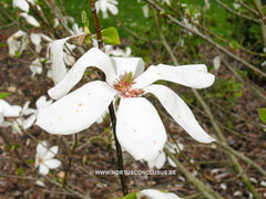 Magnolia sprengeri 'Lanhydrock' - Sierboom - Hortus Conclusus  - 3