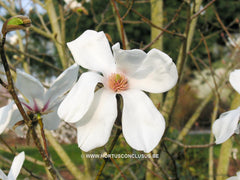 Magnolia sprengeri 'Lanhydrock' - Sierboom - Hortus Conclusus  - 4