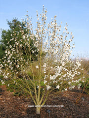 Magnolia sprengeri 'Lanhydrock' - Sierboom - Hortus Conclusus  - 5