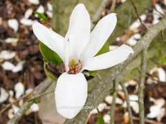 Magnolia sprengeri 'Lanhydrock' - Sierboom - Hortus Conclusus  - 6