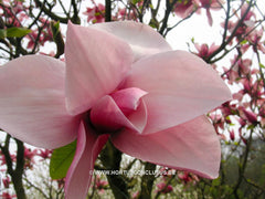 Magnolia 'Star Wars' - Heester - Hortus Conclusus  - 1