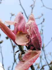 Magnolia 'Star Wars' - Heester - Hortus Conclusus  - 2