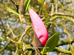 Magnolia 'Star Wars' - Heester - Hortus Conclusus  - 3