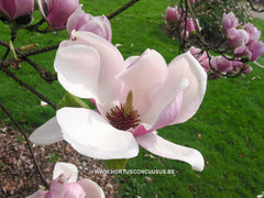 Magnolia 'Star Wars' - Heester - Hortus Conclusus  - 4