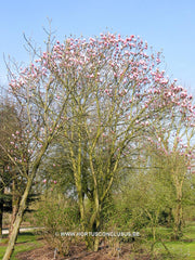 Magnolia 'Star Wars' - Heester - Hortus Conclusus  - 5