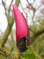 Magnolia 'Star Wars' - Heester - Hortus Conclusus  - 6