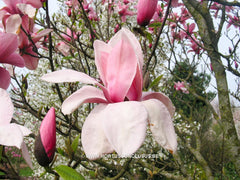 Magnolia 'Star Wars' - Heester - Hortus Conclusus  - 7