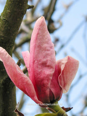 Magnolia 'Star Wars' - Heester - Hortus Conclusus  - 8