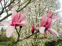 Magnolia 'Star Wars' - Heester - Hortus Conclusus  - 9