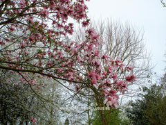 Magnolia 'Star Wars' - Heester - Hortus Conclusus  - 11