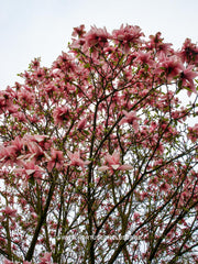 Magnolia 'Star Wars' - Heester - Hortus Conclusus  - 12