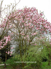 Magnolia 'Star Wars' - Heester - Hortus Conclusus  - 13