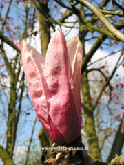 Magnolia 'Star Wars' - Heester - Hortus Conclusus  - 14