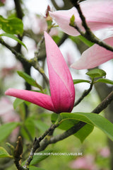 Magnolia 'Star Wars' - Heester - Hortus Conclusus  - 17