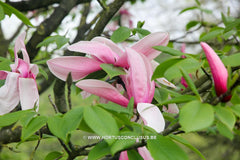 Magnolia 'Star Wars' - Heester - Hortus Conclusus  - 18