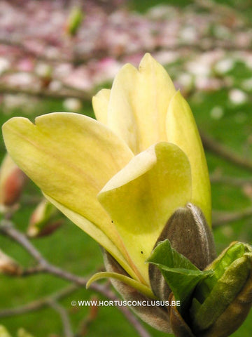 Magnolia 'Stellar Aclaim'