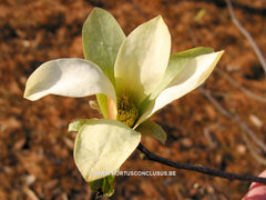 Magnolia 'Stellar Aclaim' - Heester - Hortus Conclusus  - 2