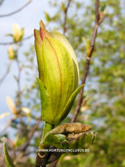 Magnolia 'Stellar Aclaim' - Heester - Hortus Conclusus  - 4