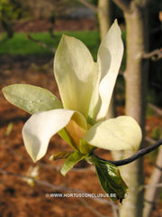 Magnolia 'Stellar Aclaim' - Heester - Hortus Conclusus  - 5