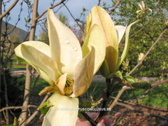 Magnolia 'Stellar Aclaim' - Heester - Hortus Conclusus  - 6