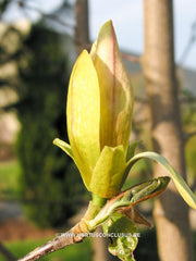 Magnolia 'Stellar Aclaim' - Heester - Hortus Conclusus  - 7