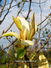 Magnolia 'Stellar Aclaim' - Heester - Hortus Conclusus  - 8