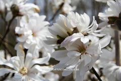 Magnolia stellata 'Centennial' - Heester - Hortus Conclusus  - 1